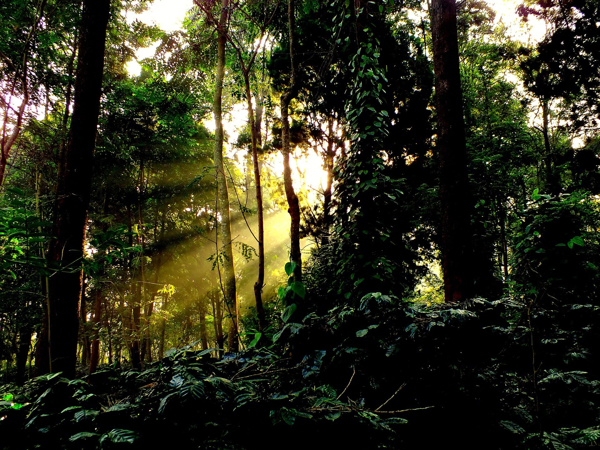 Sunrise behind a tree-lined Koraput highland ridge in southern Odisha